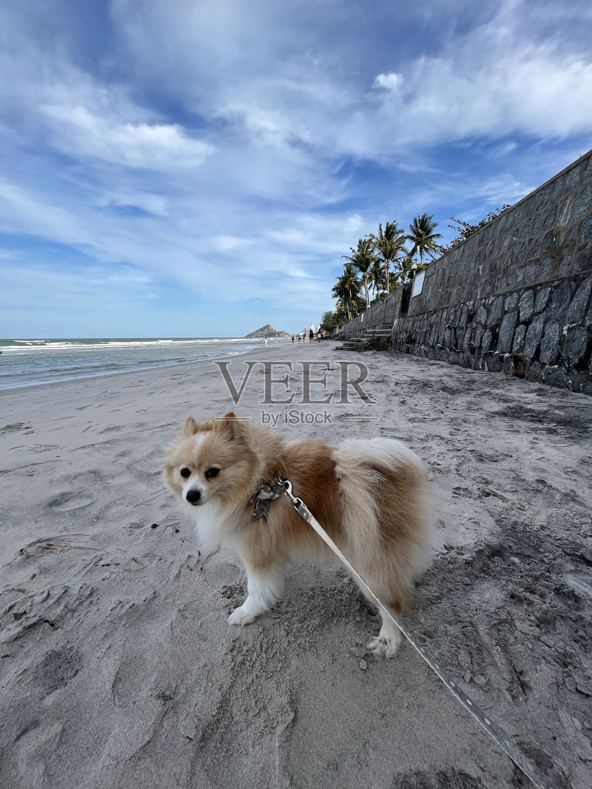 狗照片摄影图片