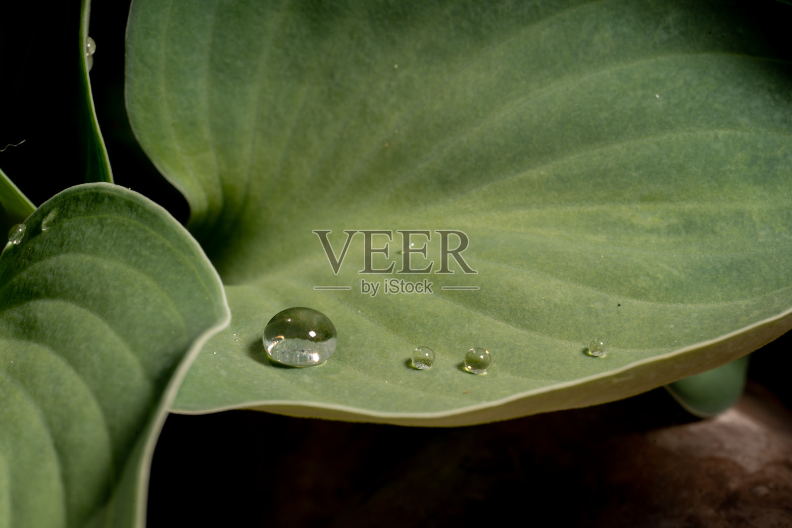 水水滴叶自然雨春奥地利照片摄影图片