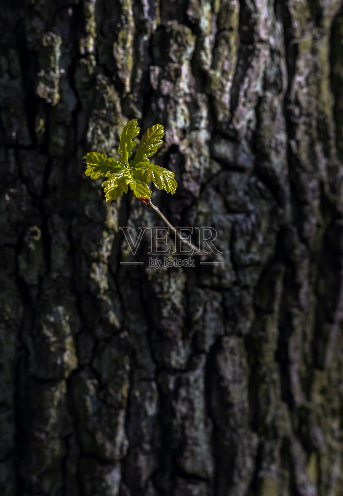 从树干上长出来的嫩叶照片摄影图片