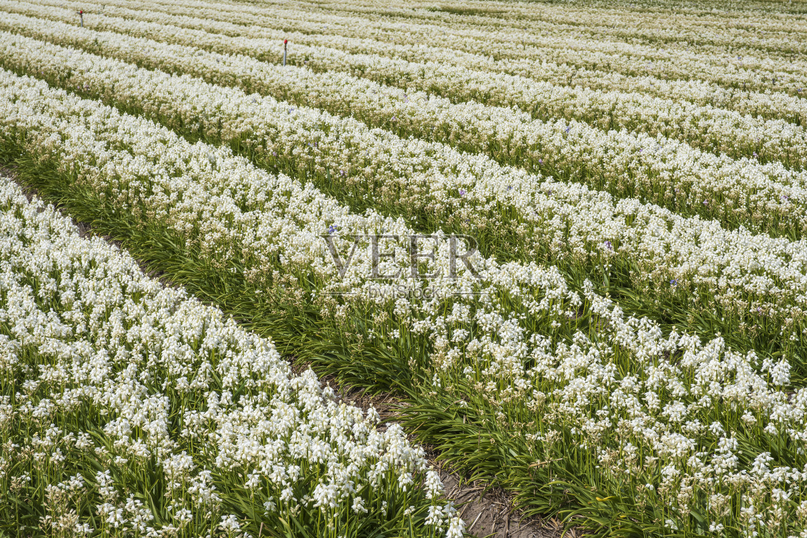 荷兰的风信子田照片摄影图片