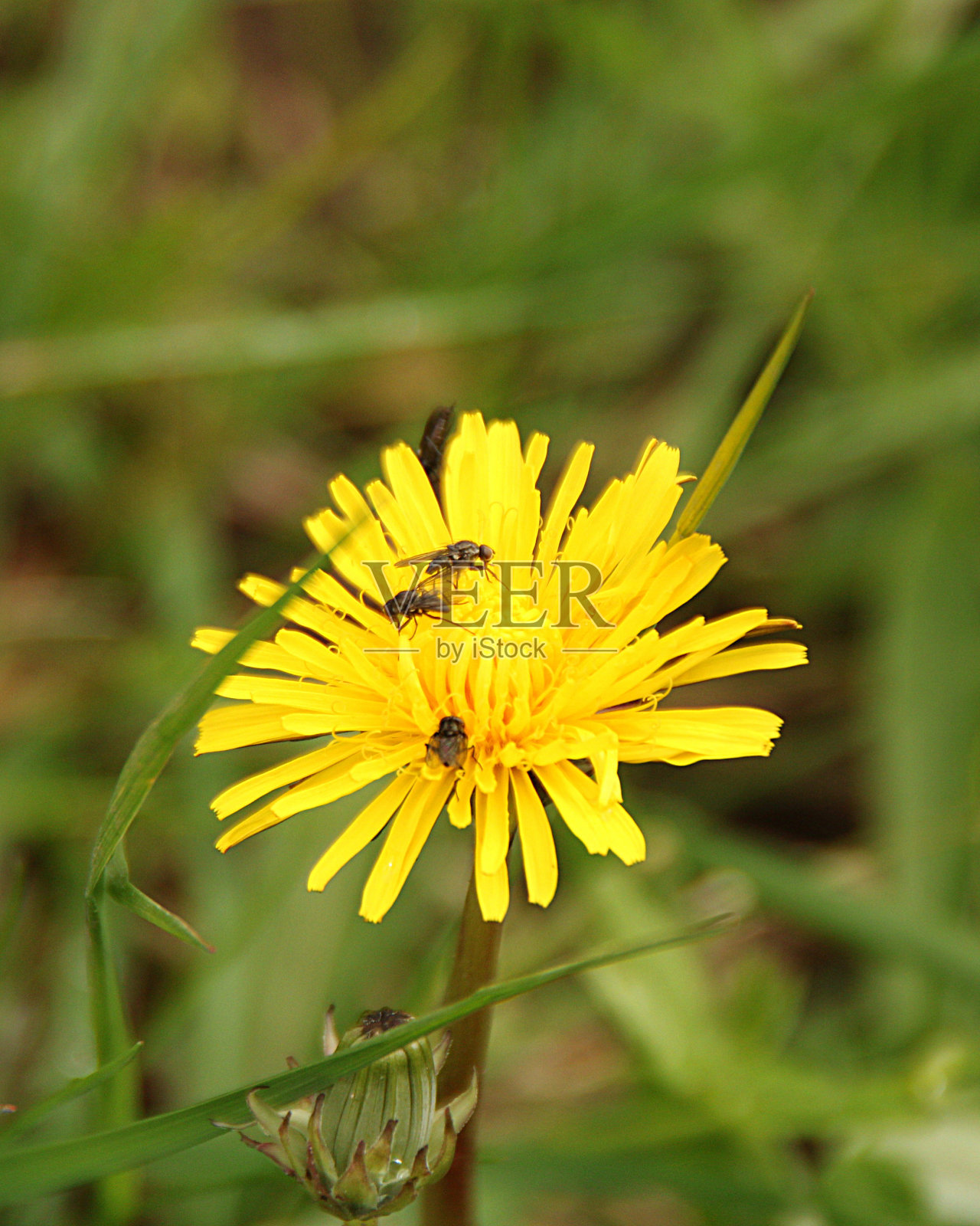 河岸的花、树、灌木和花蕾。照片摄影图片