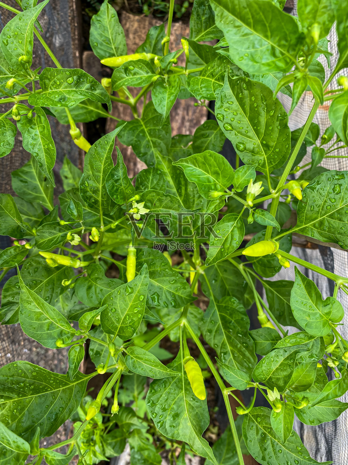 辣椒树照片摄影图片