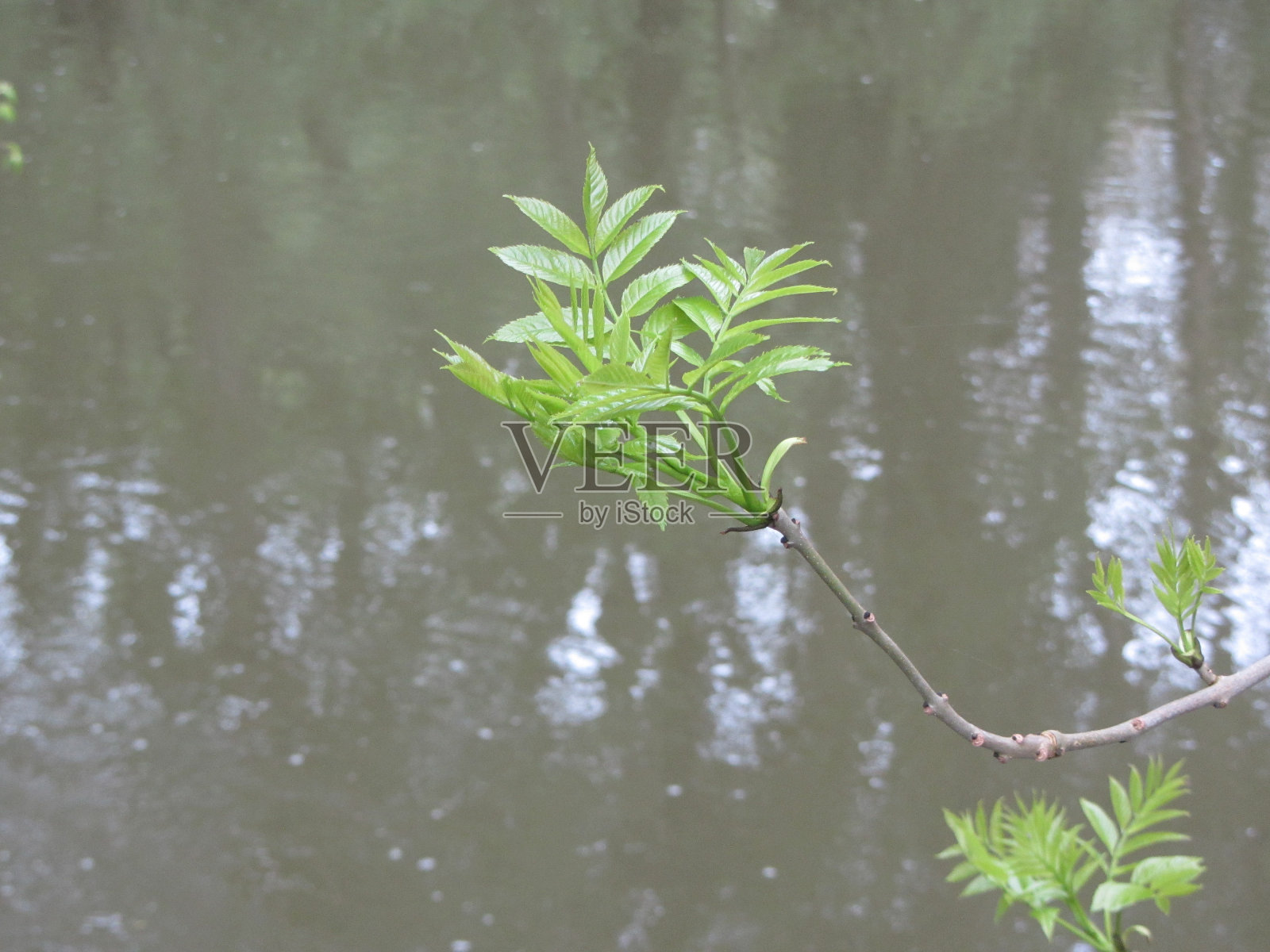 支悬河照片摄影图片