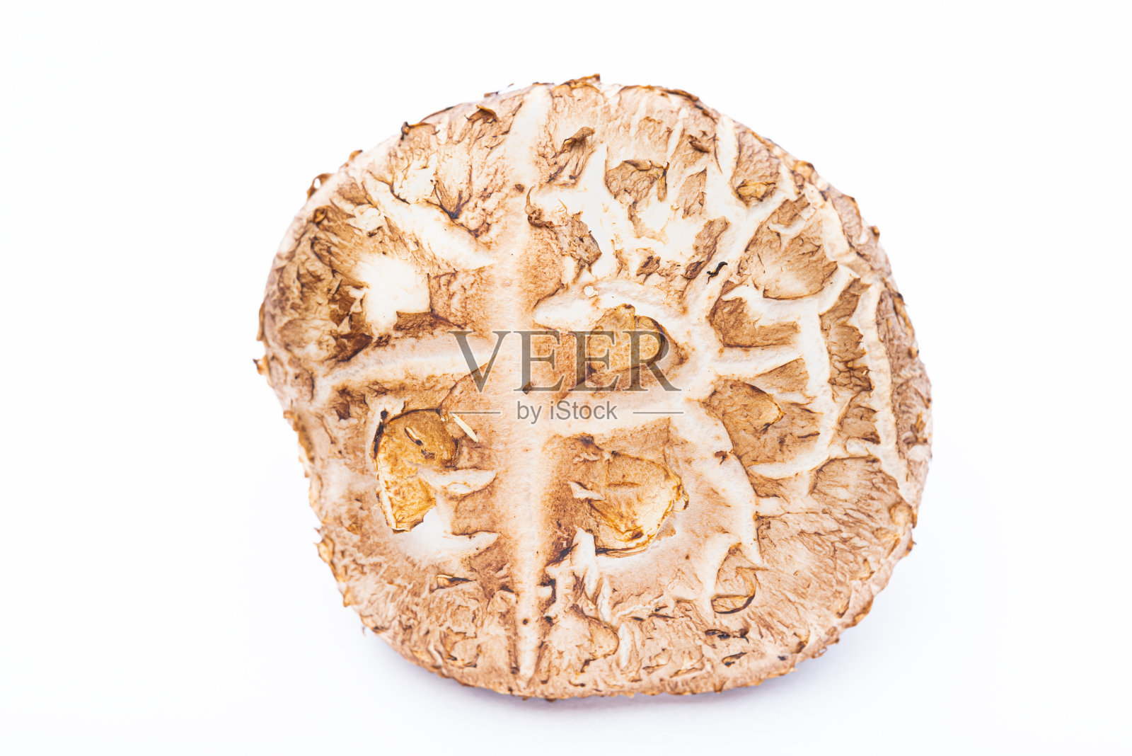 白色背景上分离的新鲜香菇。照片摄影图片