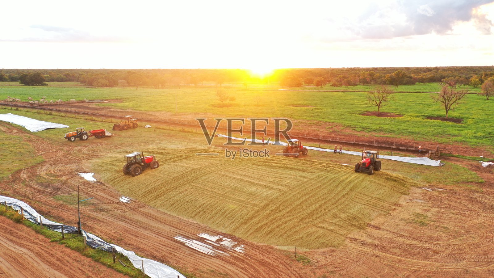 青贮饲料的过程照片摄影图片