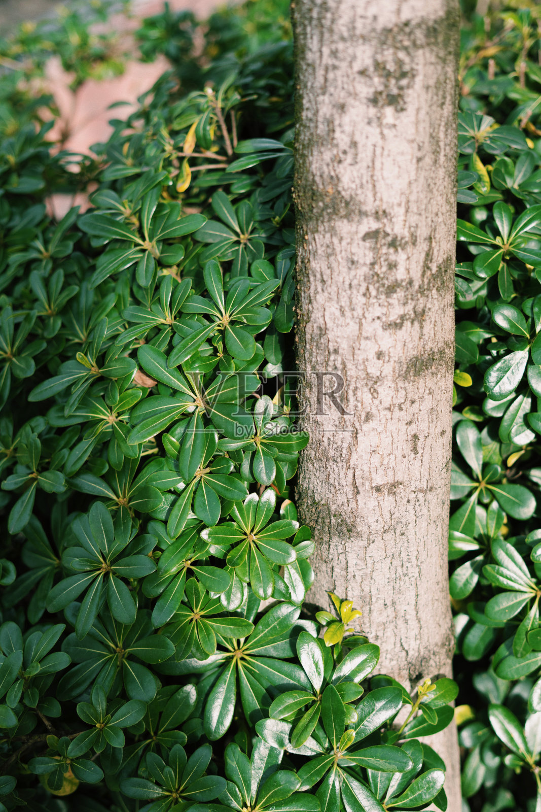 格鲁吉亚巴统街道上的托比拉皮托孢照片摄影图片