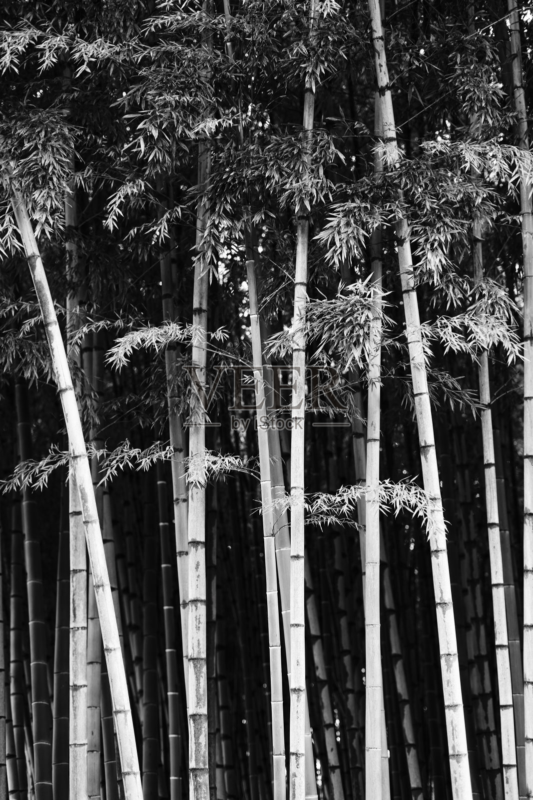 公园里竹林的黑白照片。巴统，格鲁吉亚，2023年2月照片摄影图片