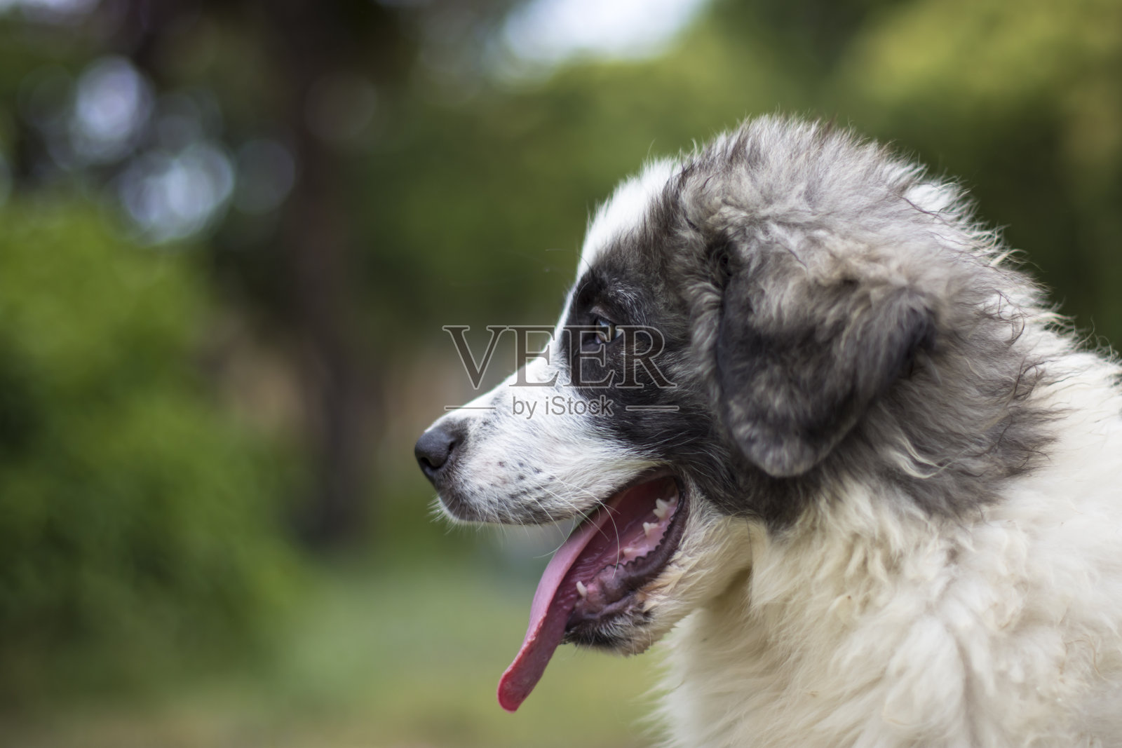 可爱的比利牛斯獒犬小狗在大自然中玩耍照片摄影图片