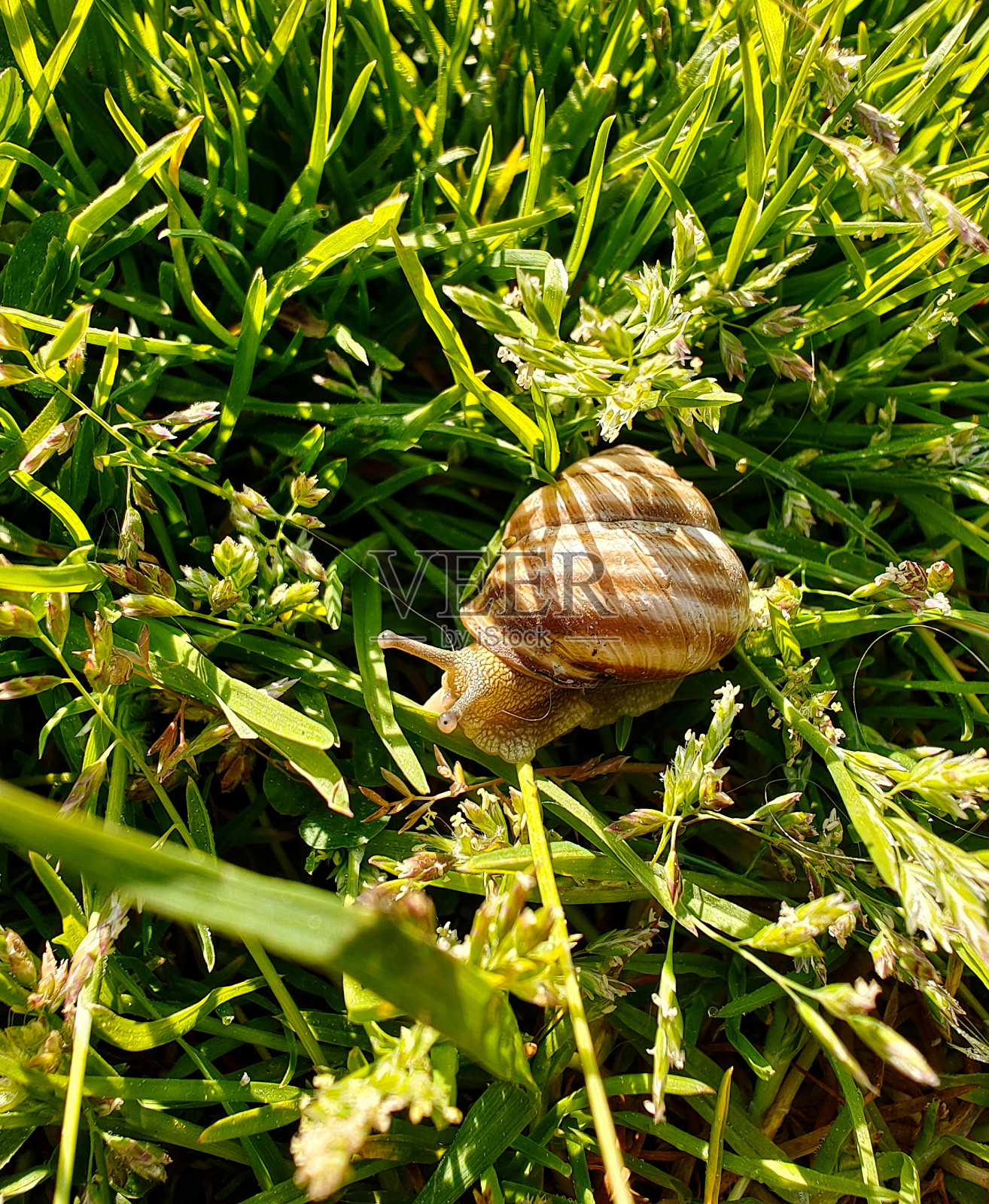 小蜗牛和绿草照片摄影图片