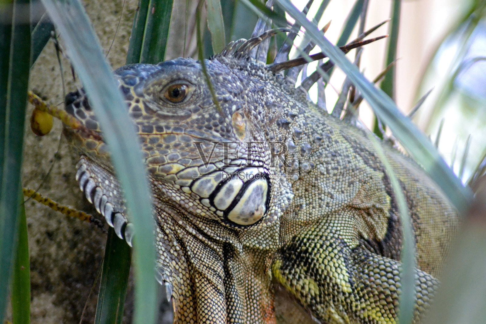 鬣蜥照片摄影图片