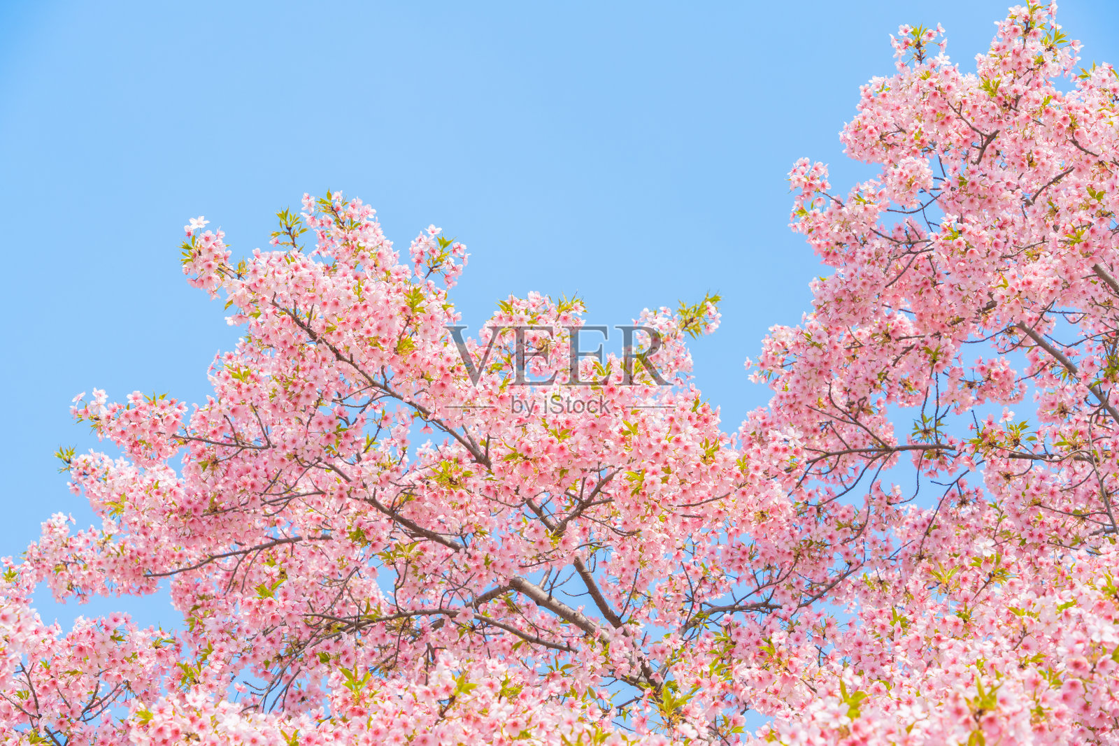 花儿在晴朗的蓝天下绽放照片摄影图片