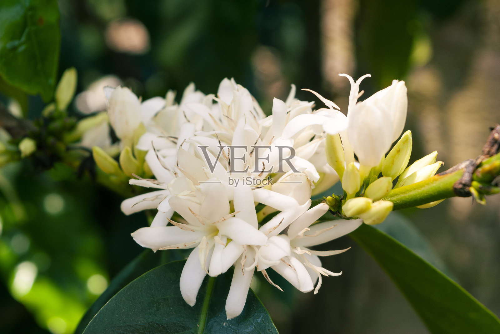 户外咖啡花有机栽培，2023年收获，中美洲阿拉比卡咖啡，授粉空间和叶绿素作用。照片摄影图片