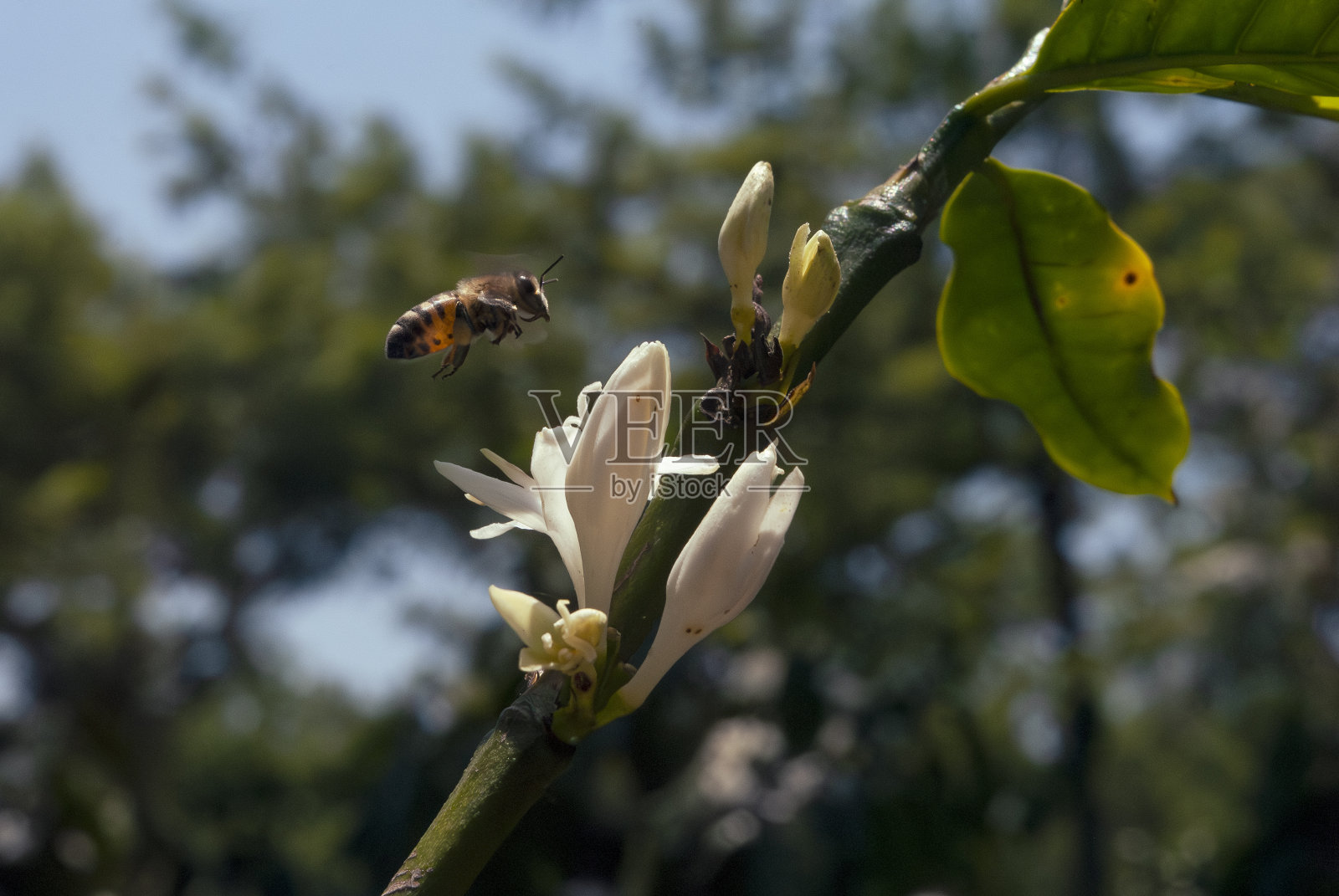 户外咖啡花有机栽培，2023年收获，中美洲阿拉比卡咖啡，授粉空间和叶绿素作用。照片摄影图片