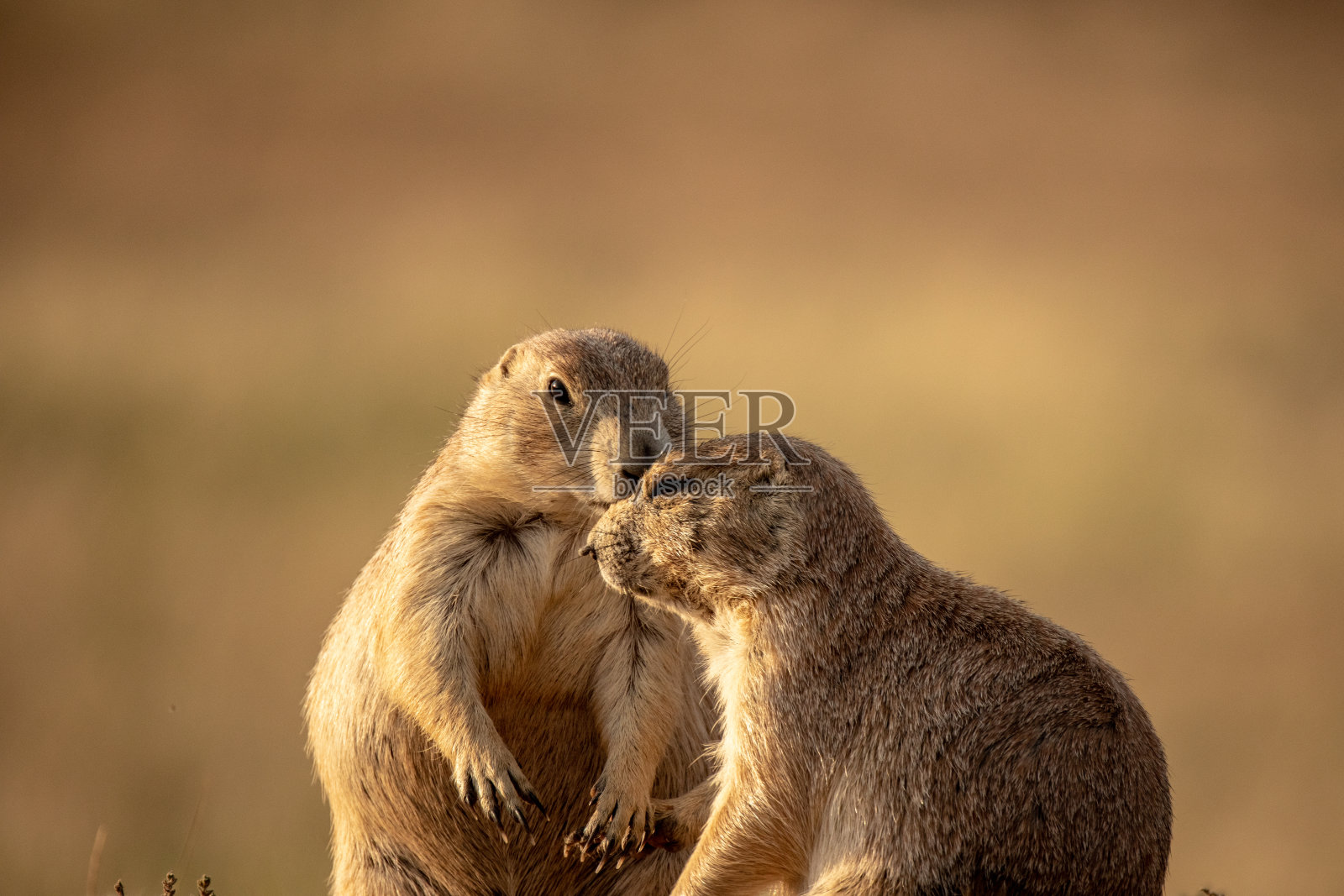 土拨鼠在魔鬼塔国家纪念碑接吻照片摄影图片