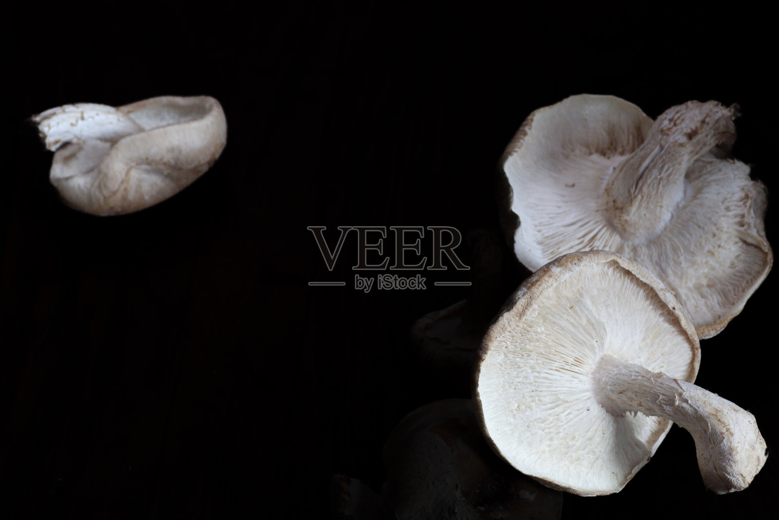 香菇照片摄影图片