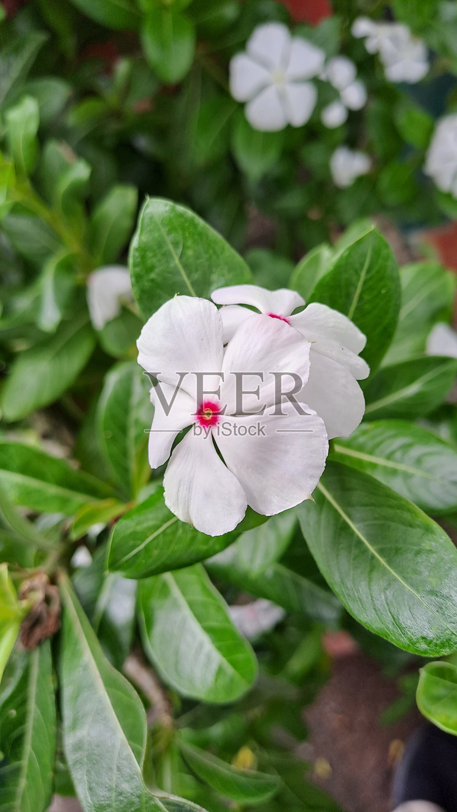 花园里的白花照片摄影图片