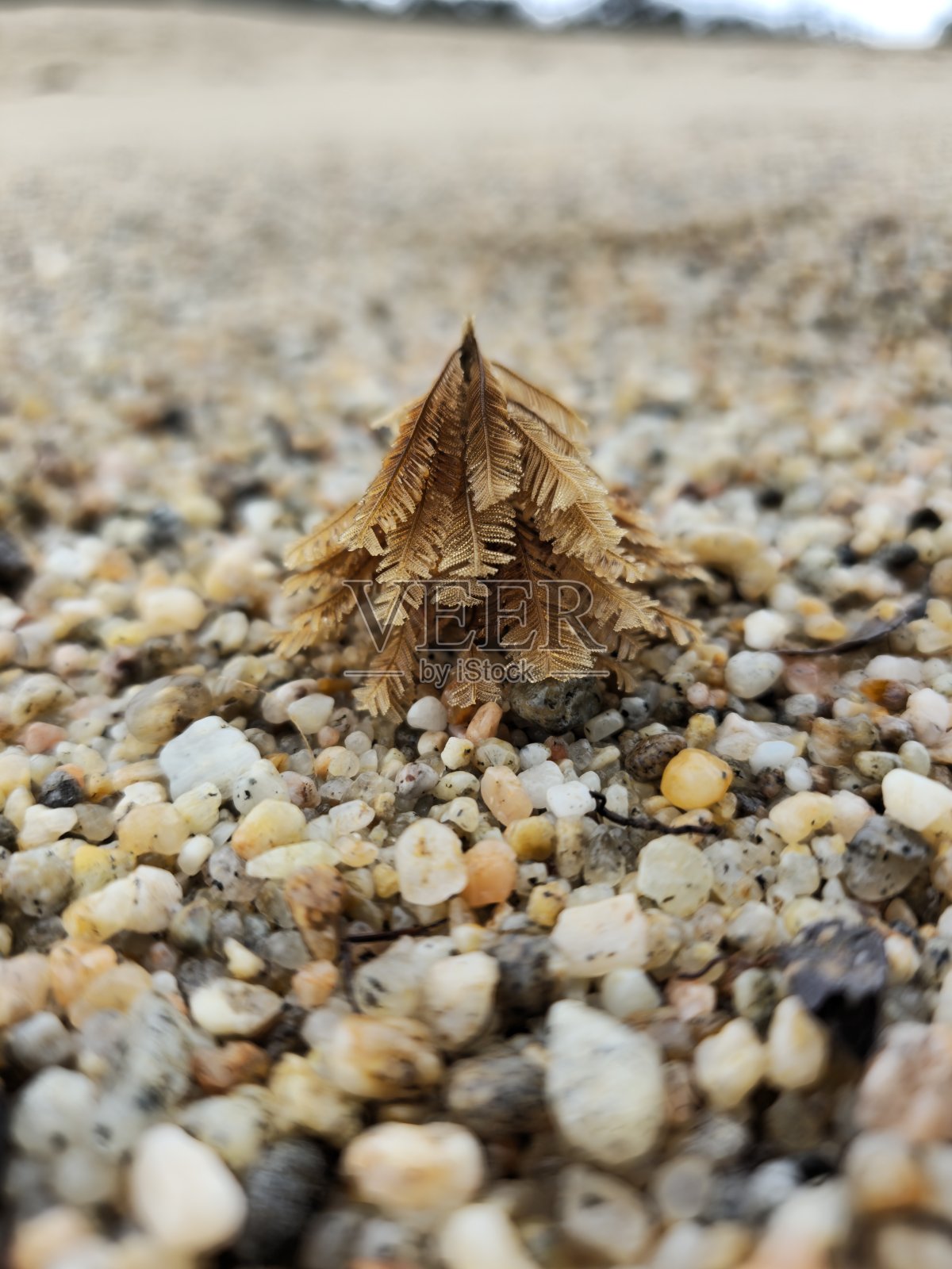 海滩上的小圣诞树照片摄影图片