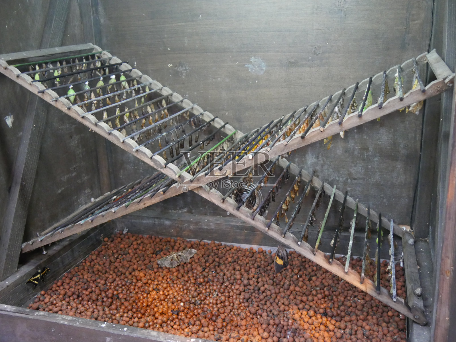 异国蝴蝶苗圃照片摄影图片