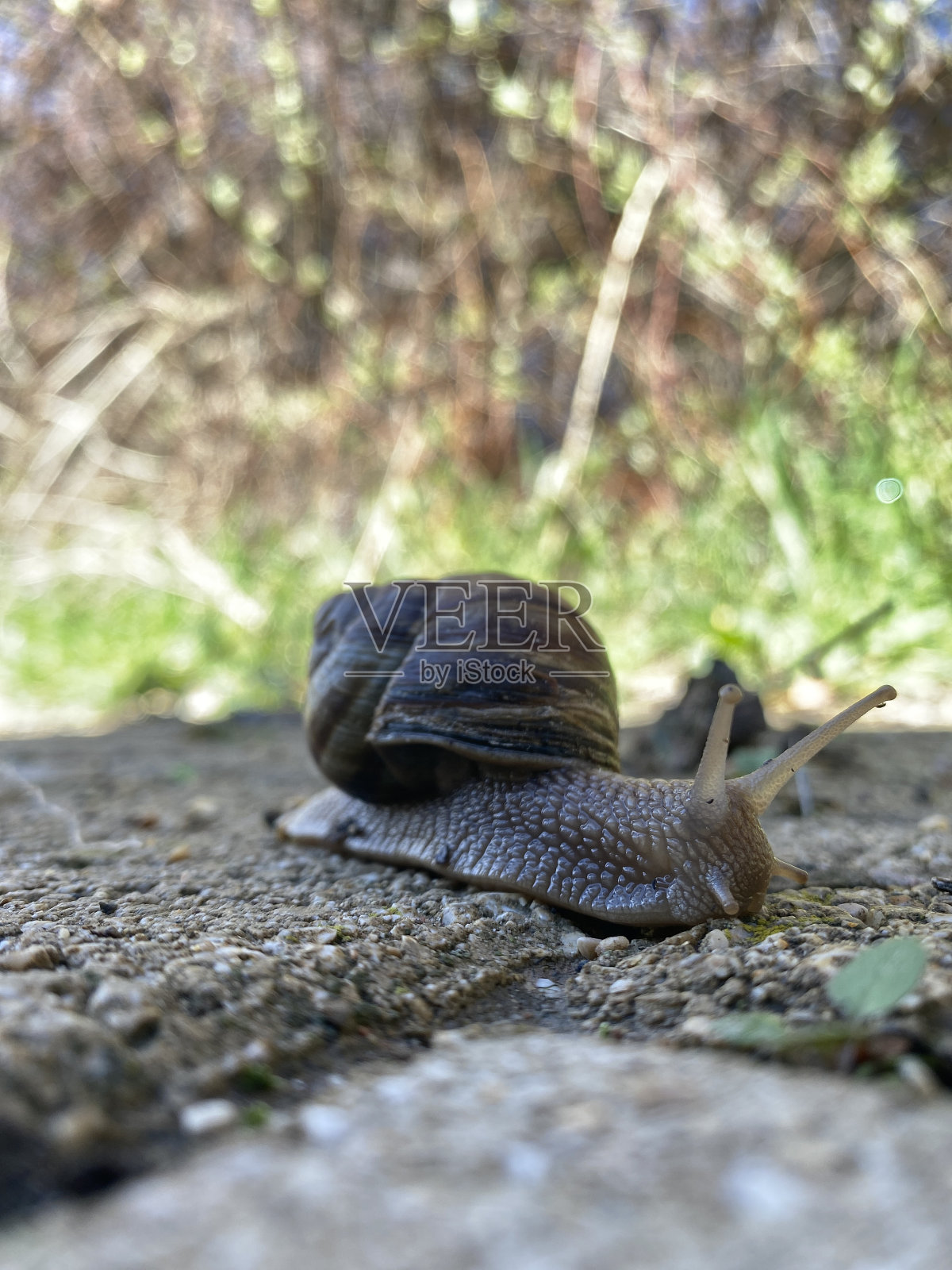 蜗牛照片摄影图片