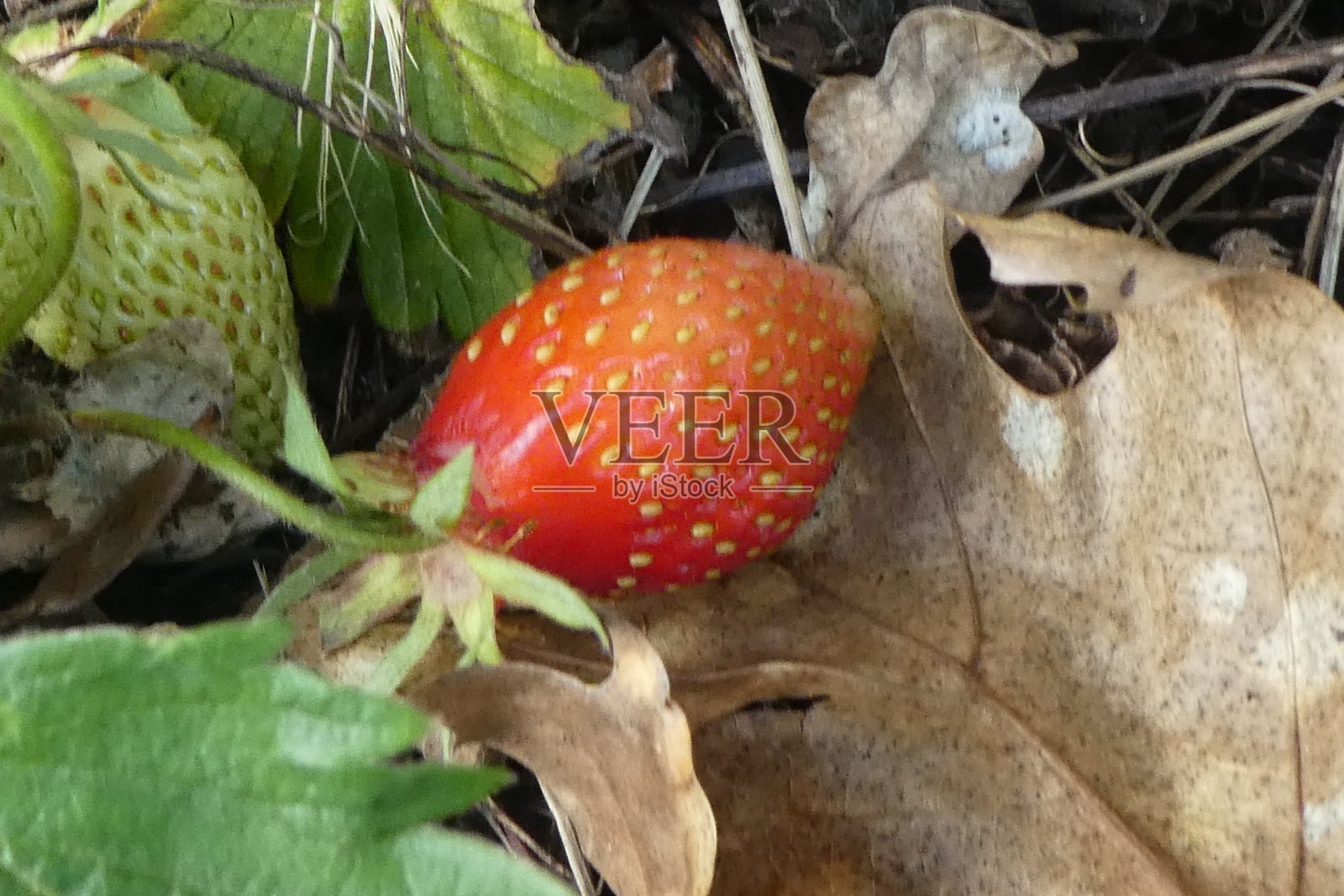 花园里的第一个草莓照片摄影图片