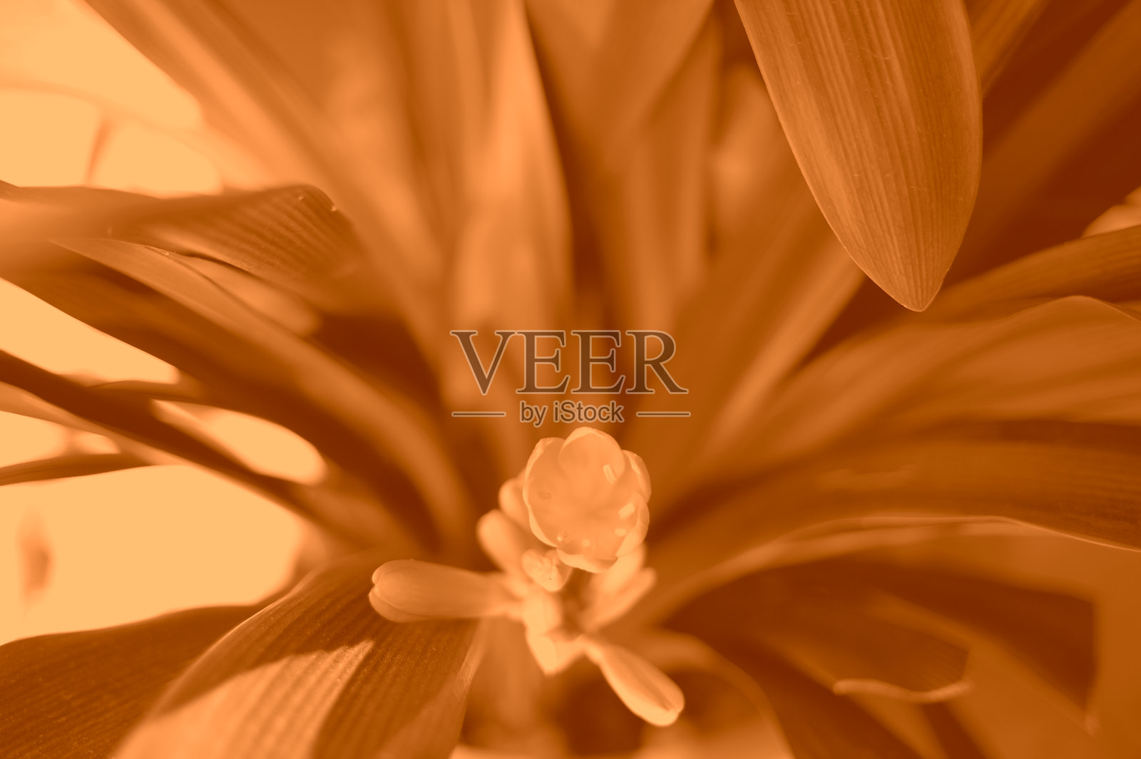 抽象橙色的花和叶照片摄影图片