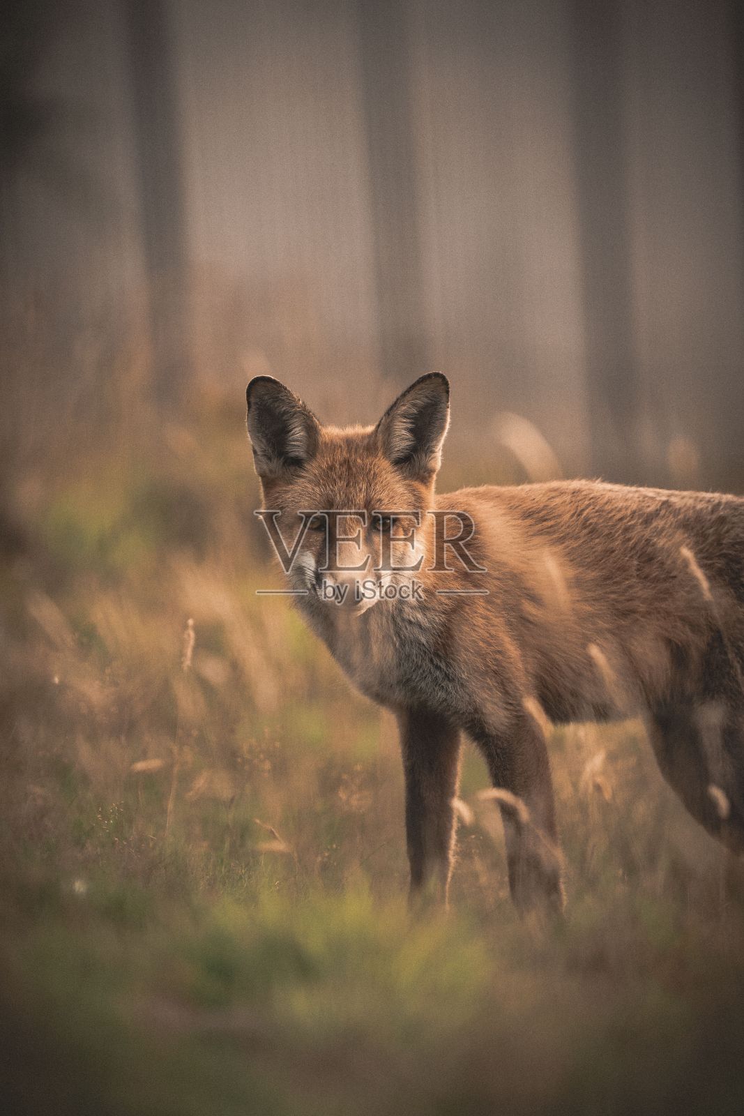 赤狐低着头站在草地上。照片摄影图片