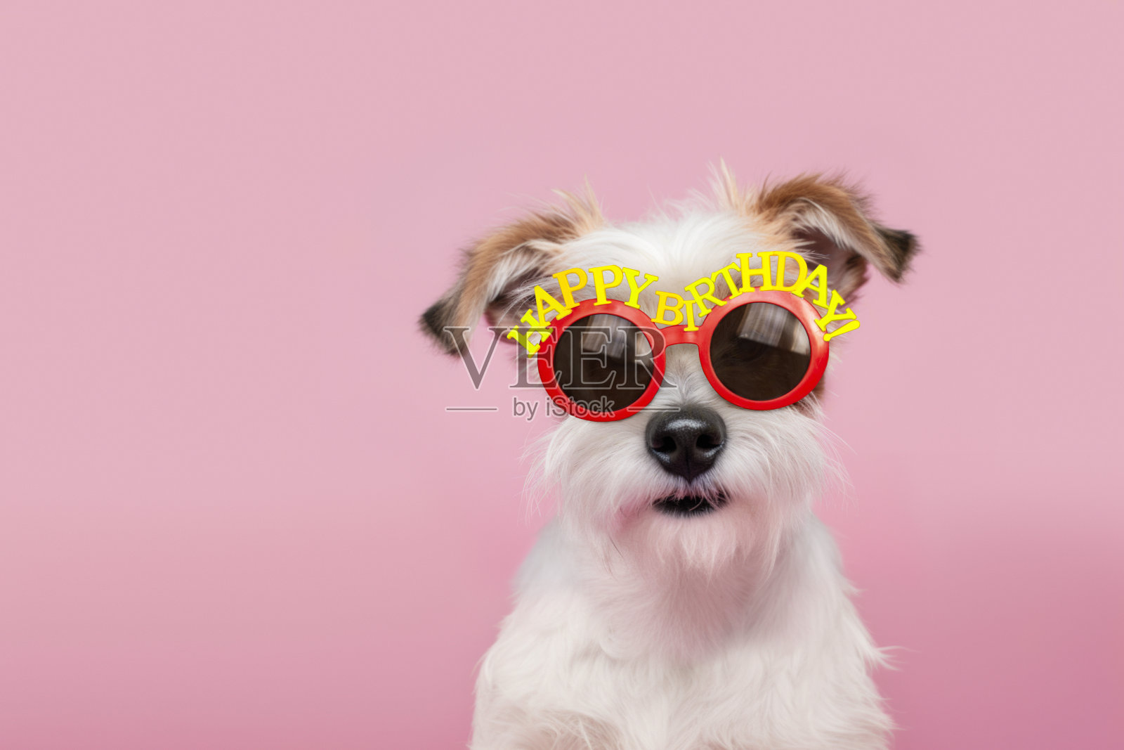 可爱的狗戴着快乐的生日眼镜照片摄影图片