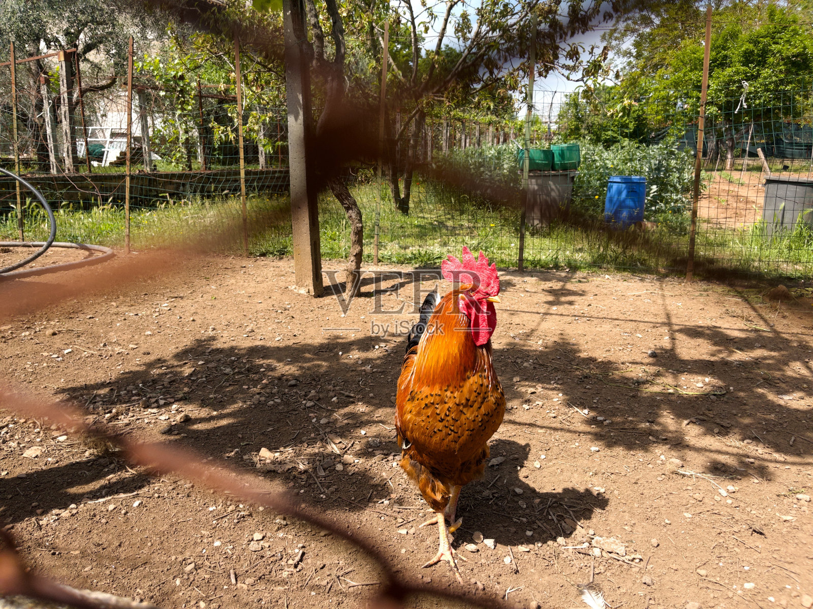 关在笼子里的鸡照片摄影图片