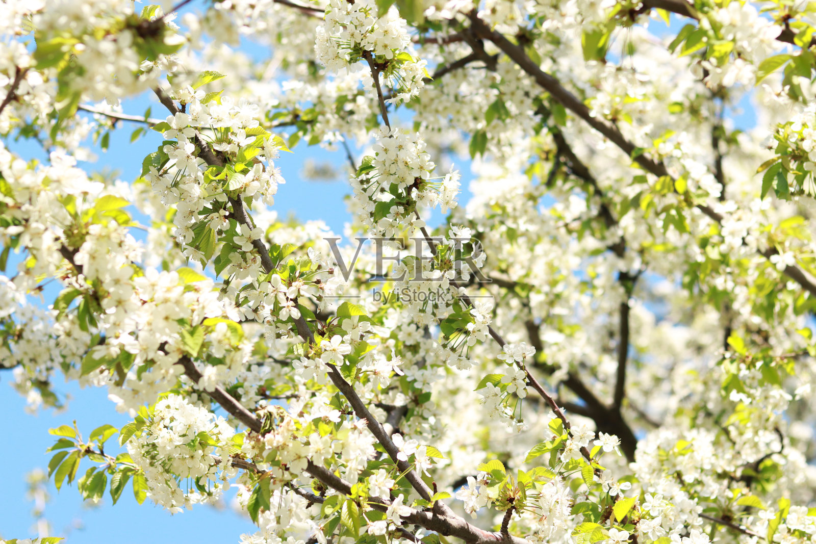 蓝天映衬着朵朵白樱桃的枝叶照片摄影图片