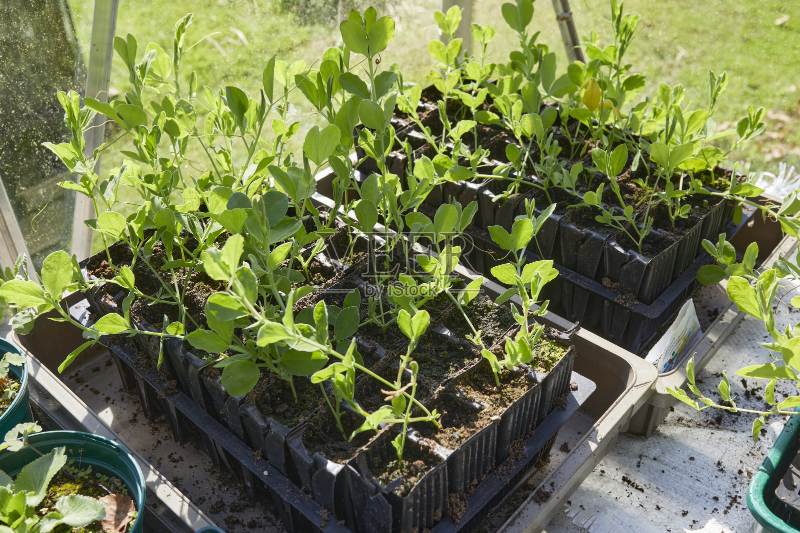 幼苗照片摄影图片