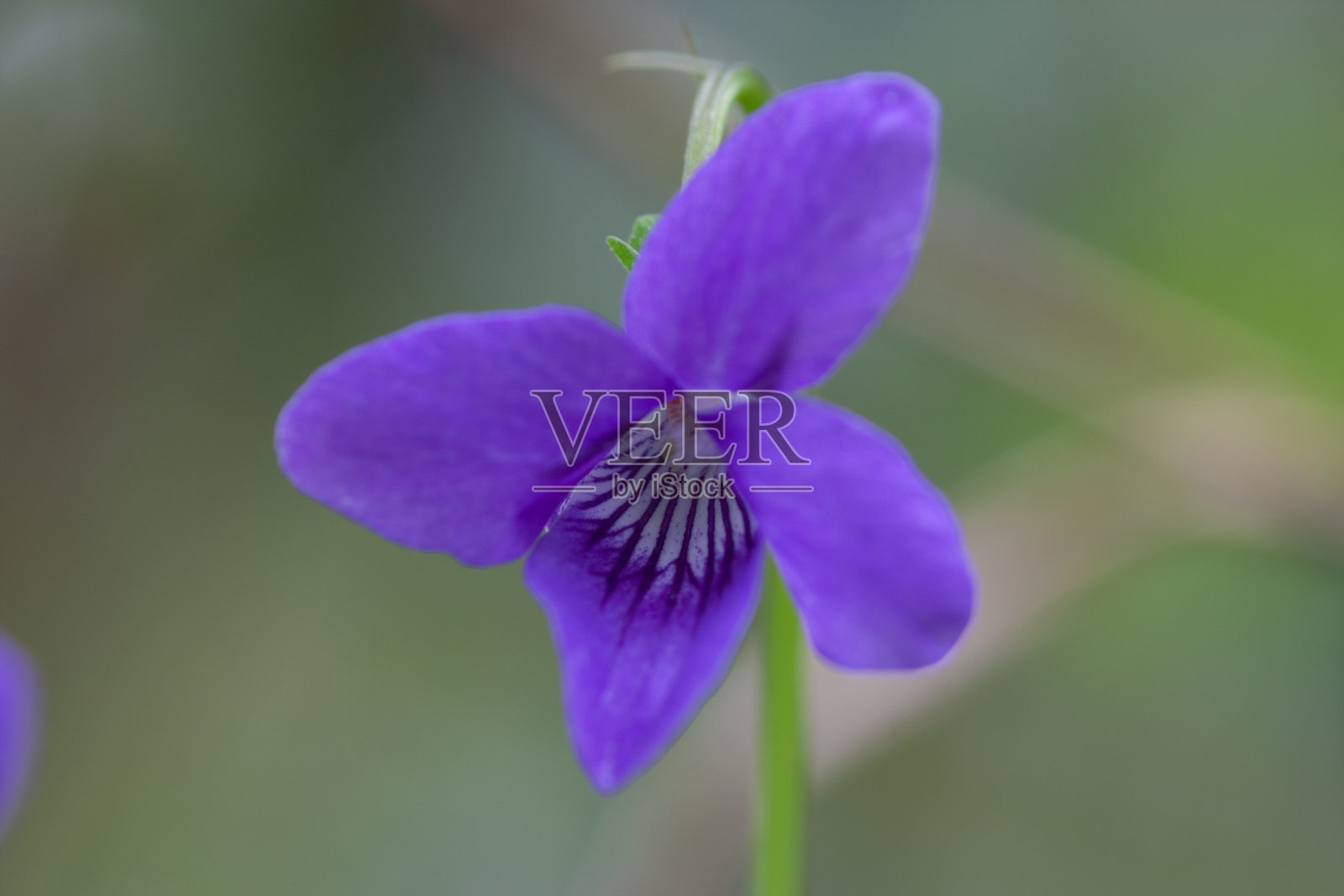 紫色小花照片摄影图片