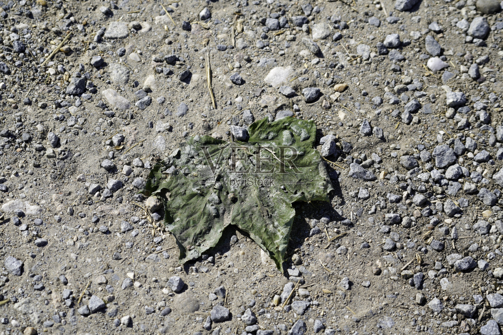 干叶在一个黑暗的背景。死亡的概念。照片摄影图片