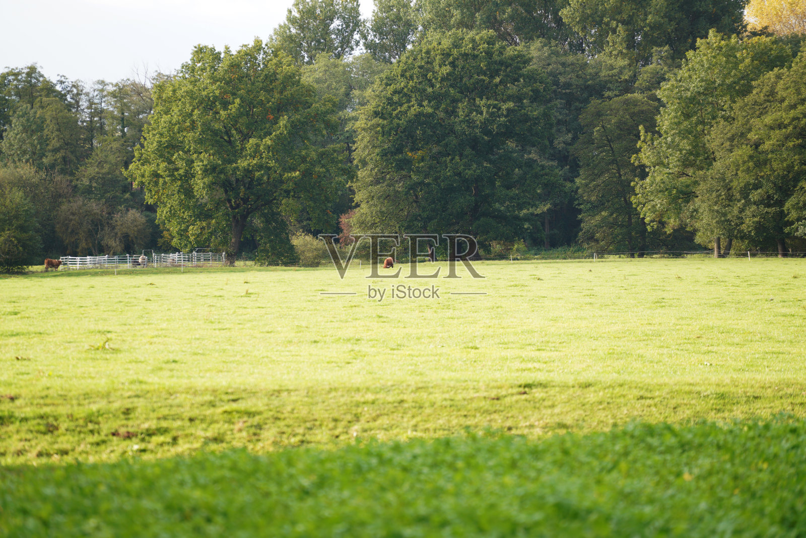 草地在森林的边缘，绿草如茵，绿草如茵照片摄影图片