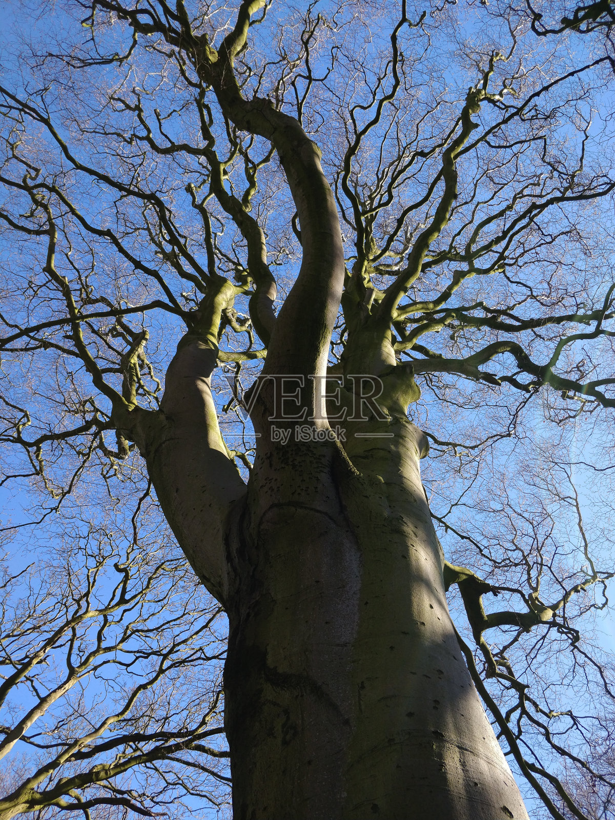 老山毛榉照片摄影图片