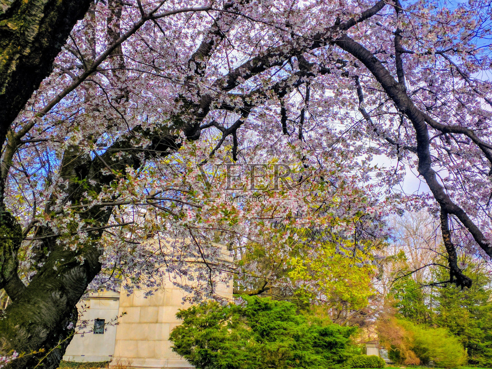 花朵照片摄影图片