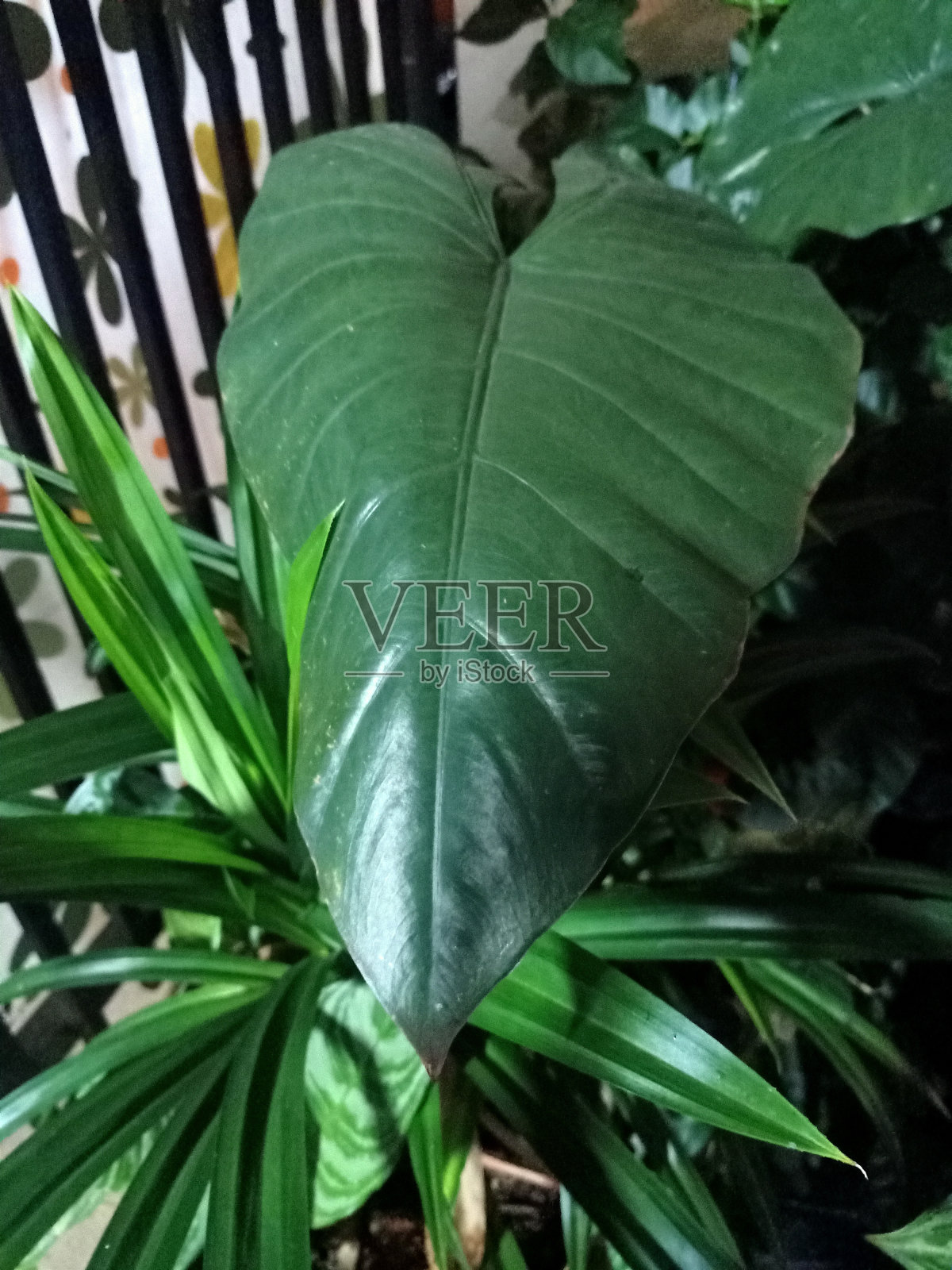 夜景百合植物照片摄影图片