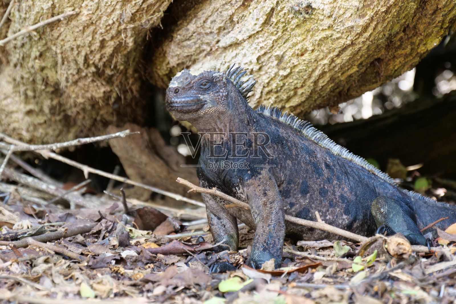 棕色树叶之间的成年海鬣蜥侧面。照片摄影图片