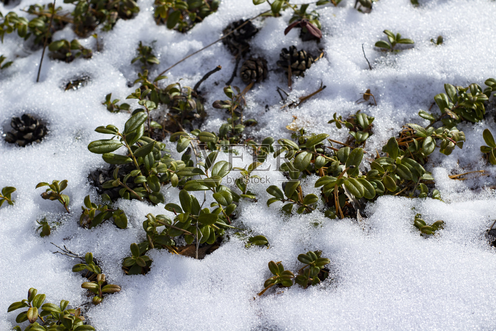 越橘，又称越橘、山越橘、山越橘或越橘，是一种生长在春季积雪混交林中的石南科常绿小灌木照片摄影图片