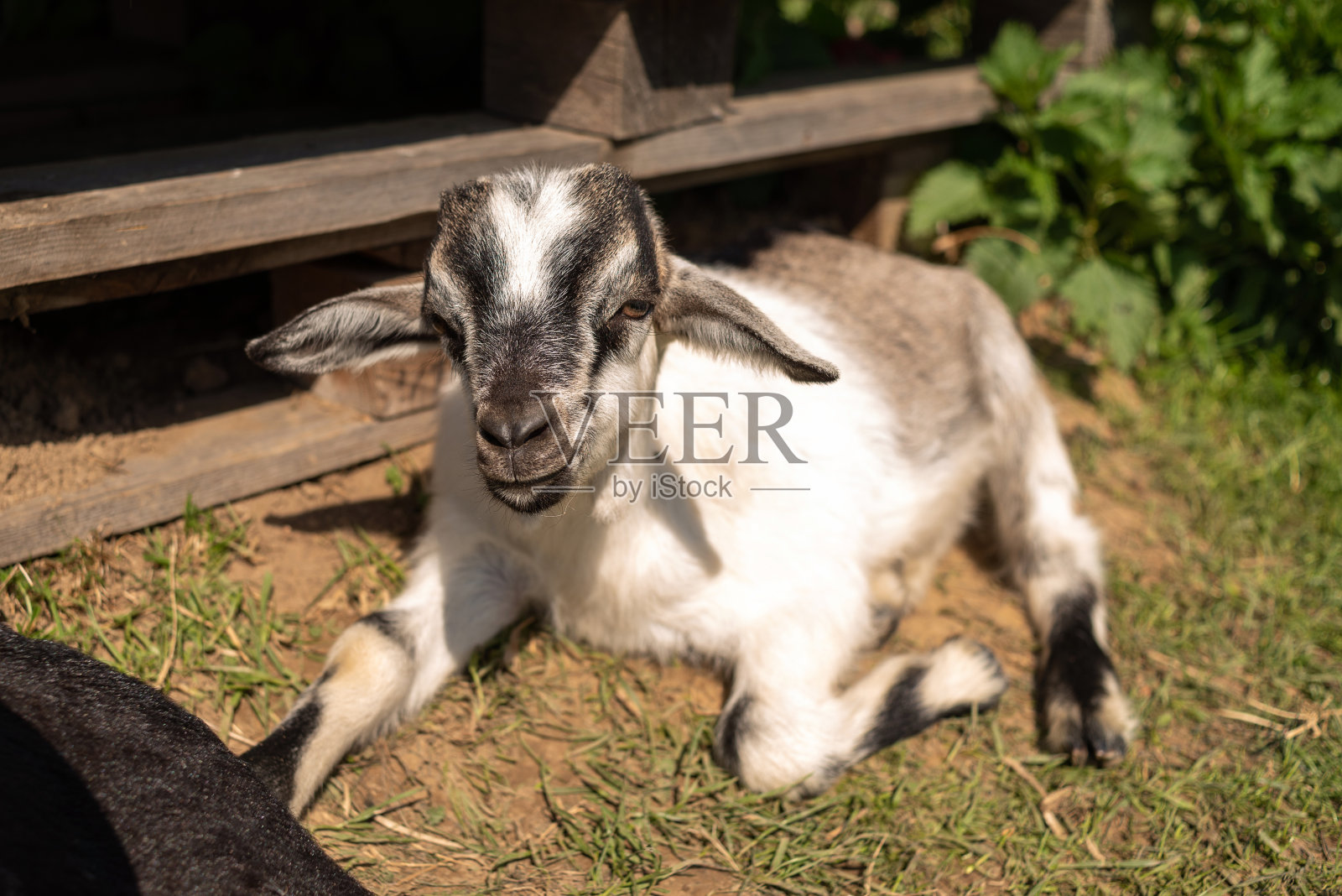 山羊宝宝在木头建筑附近的阳光下休息照片摄影图片
