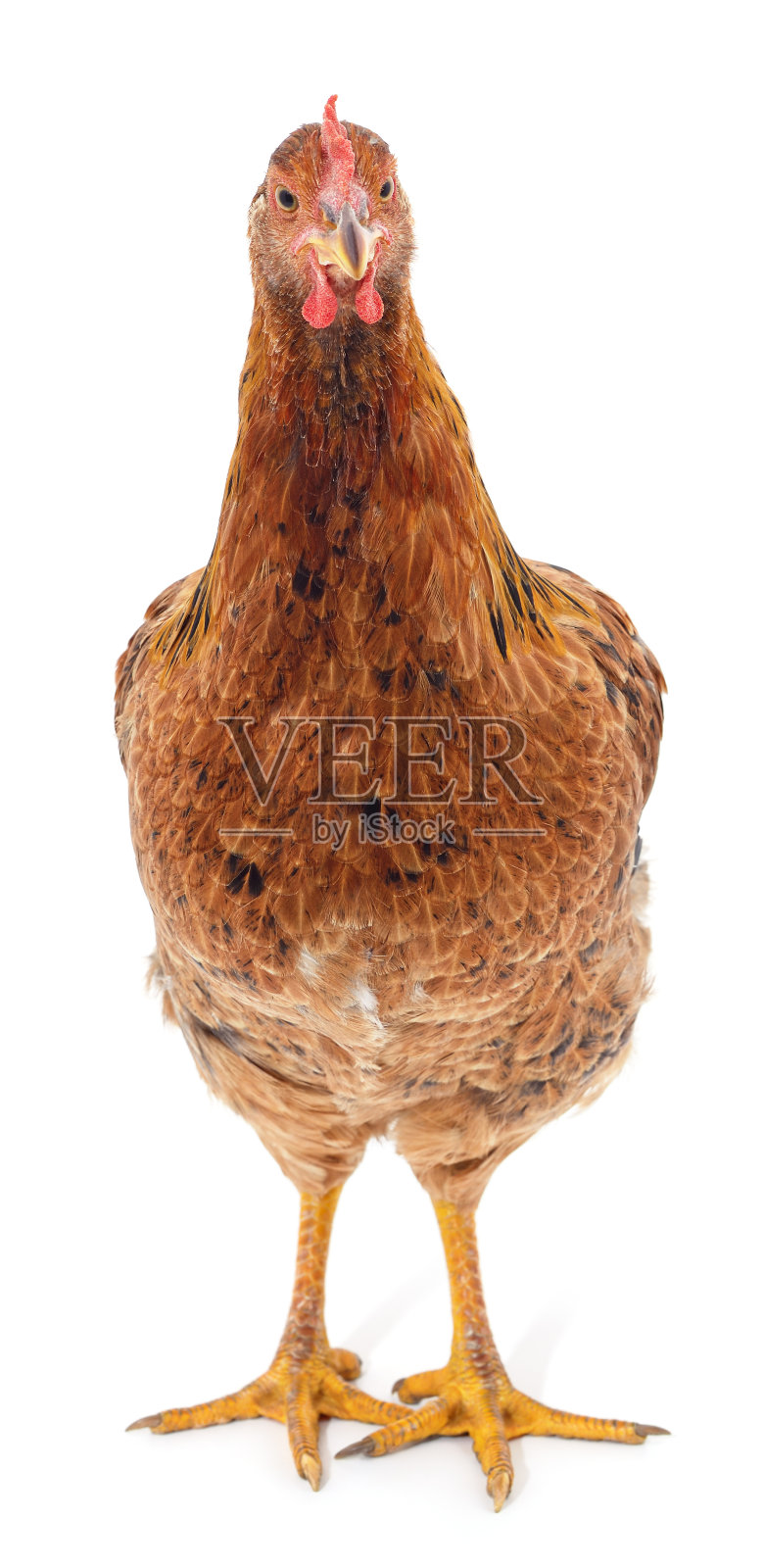 一只红鸡。照片摄影图片