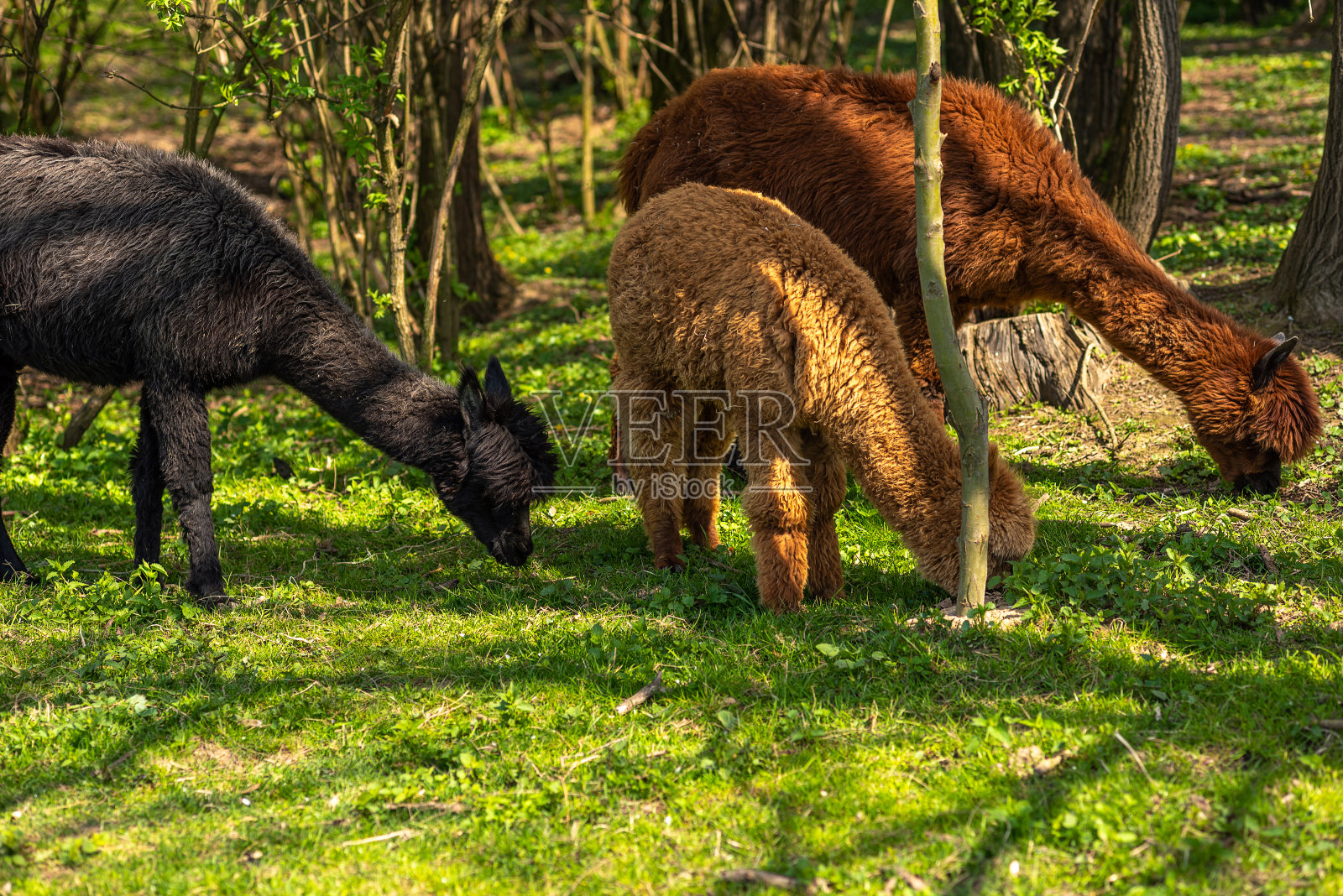 农场里自由放养的棕色羊驼，在绿草地上。照片摄影图片