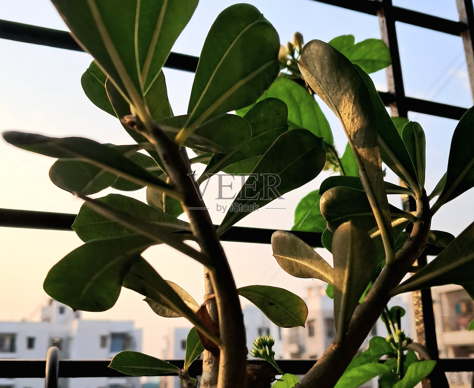 自然照片摄影图片