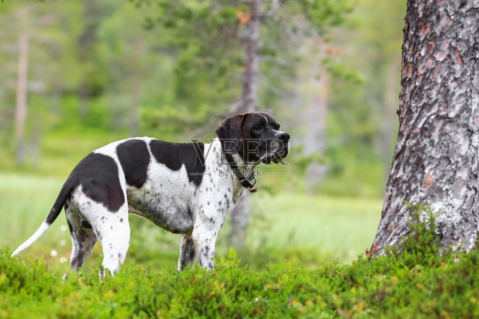 狗狗英语指示棒照片摄影图片