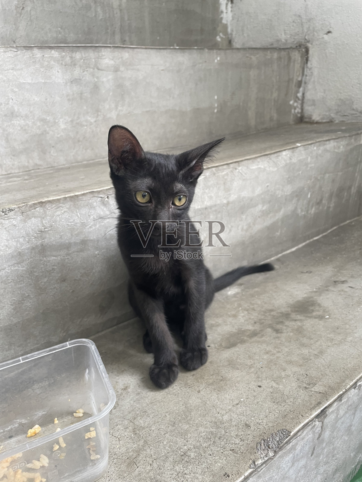 害羞的猫照片摄影图片