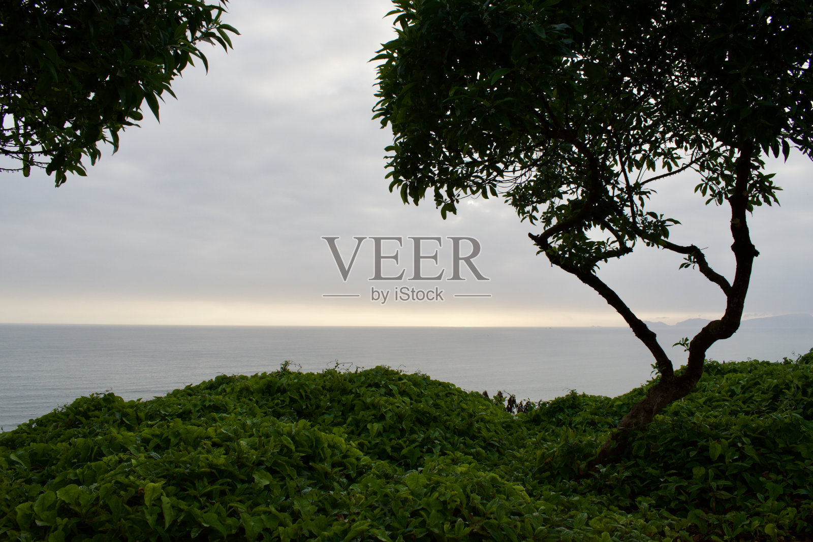 日落或日出在有树木的海洋上照片摄影图片