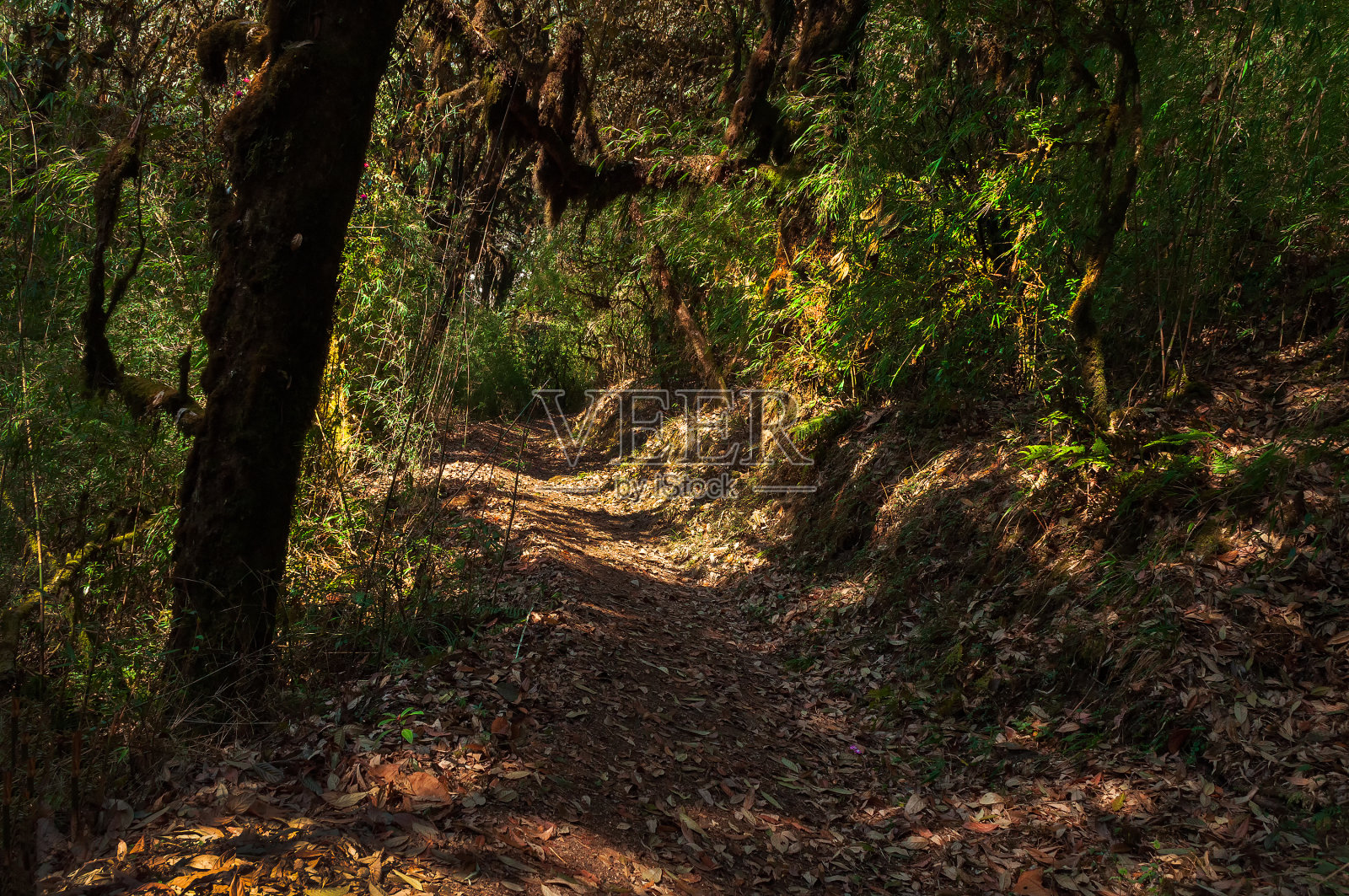 徒步穿越茂密的森林，前往瓦尔西杜鹃花保护区或巴塞杜鹃花保护区。印度锡金的一条非常受欢迎的旅游徒步路线。照片摄影图片