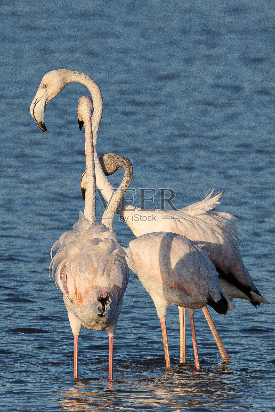 玫瑰Phoenicopterus roseus是一种常见于西班牙赫罗纳的红色火烈鸟照片摄影图片