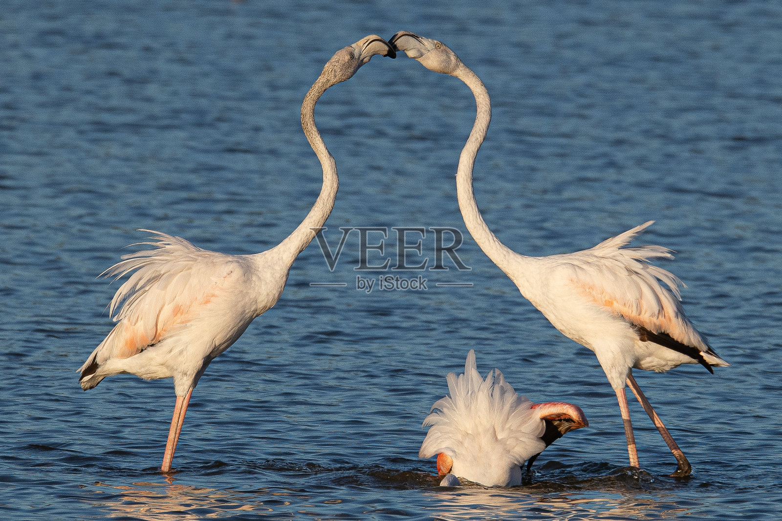 玫瑰Phoenicopterus roseus是一种常见于西班牙赫罗纳的红色火烈鸟照片摄影图片