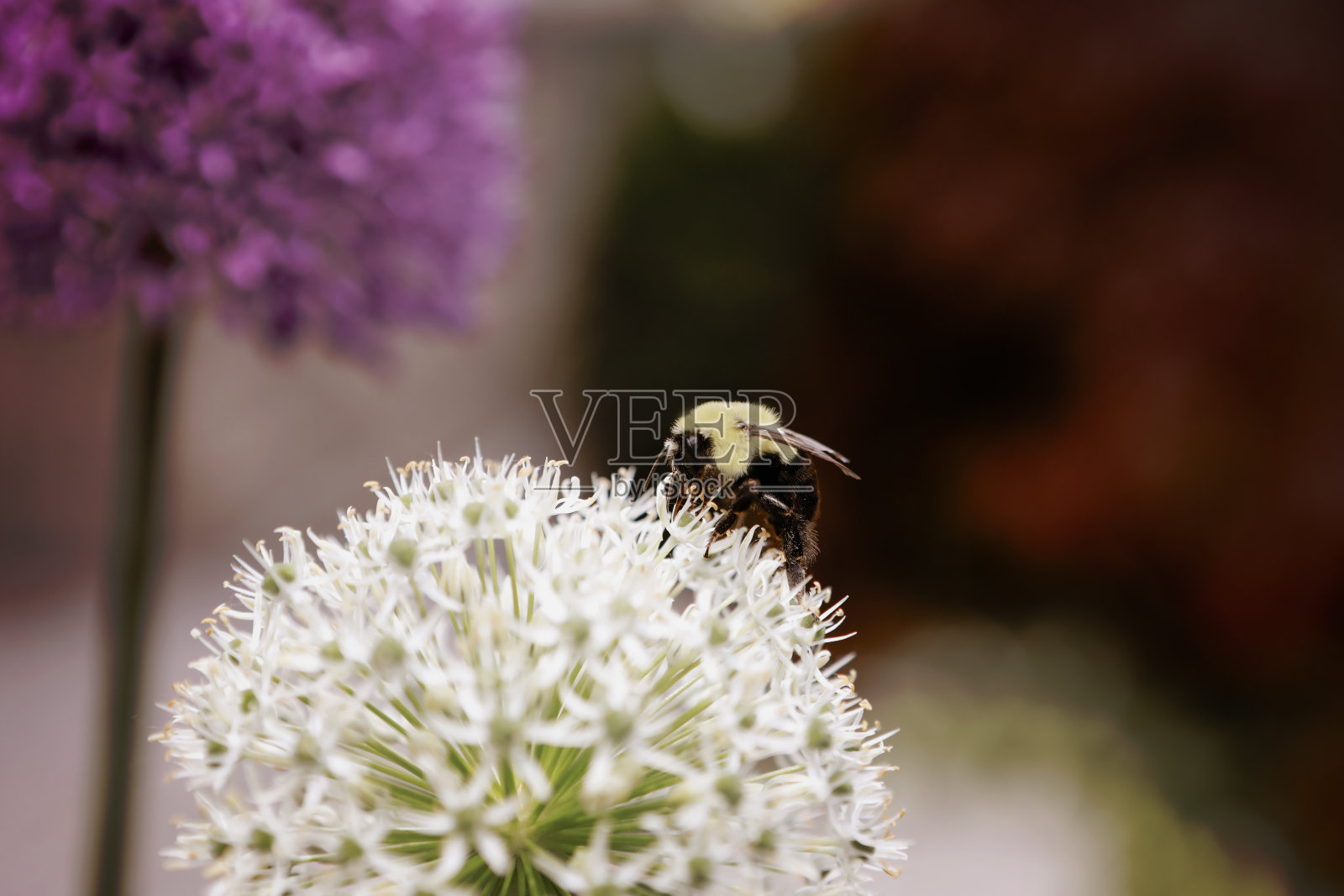 大黄蜂在葱上照片摄影图片