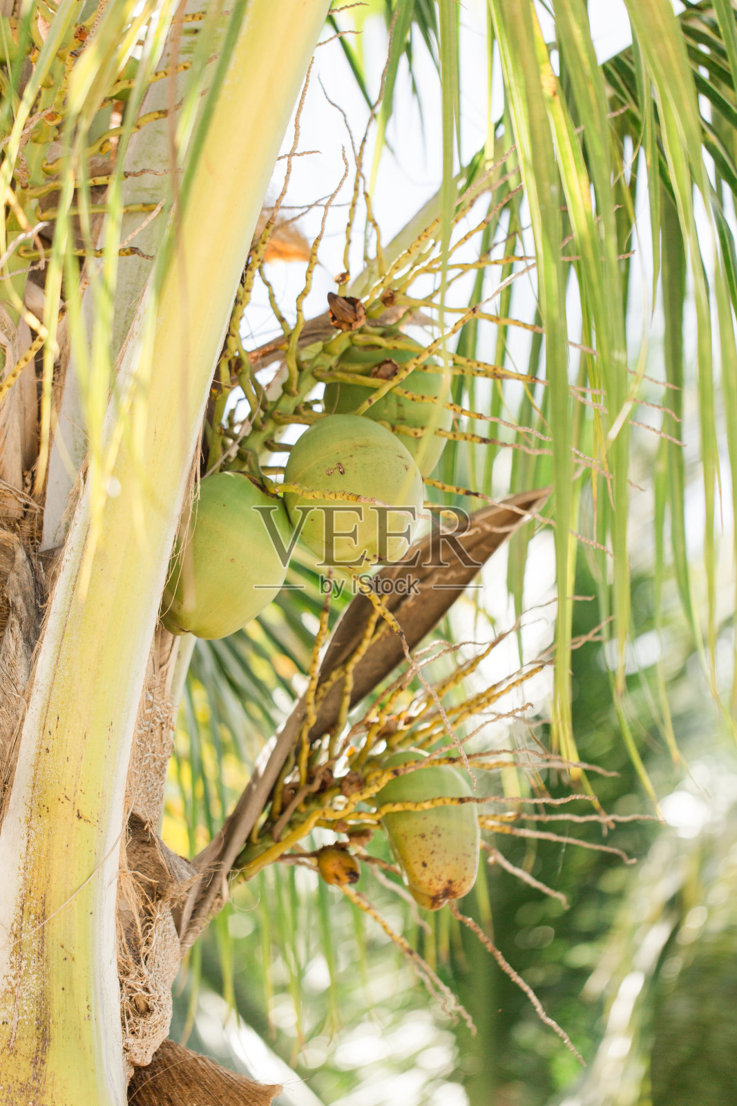 2023年暖春的一天，飓风季节来临之前，佛罗里达州西棕榈滩，一棵佛罗里达椰子树上的大绿和黄椰子照片摄影图片